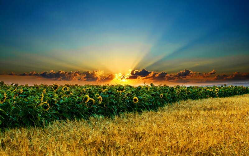 Sunflower Field at Sunset — Yellow, Dramatic, Photograph, Wheat Field, Clouds, Sunbeams