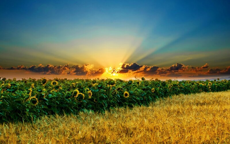 Sunflower Field at Sunset — Yellow, Dramatic, Photograph, Wheat Field
