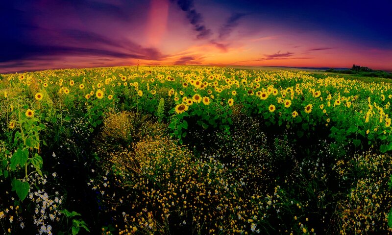 Sunflower Field at Sunset — Yellow, Dramatic, Photograph, Wildflowers, Sky