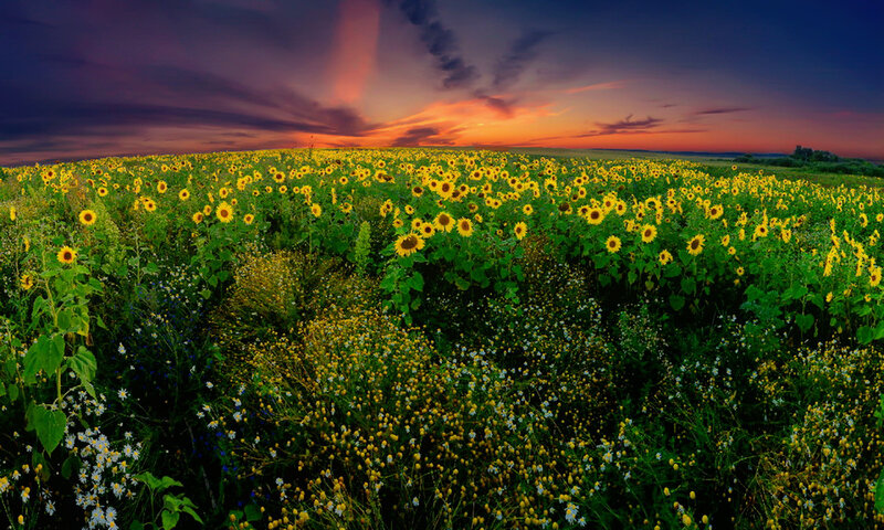 Sunflower Field at Sunset — Yellow, Dramatic, Photograph, Wildflowers