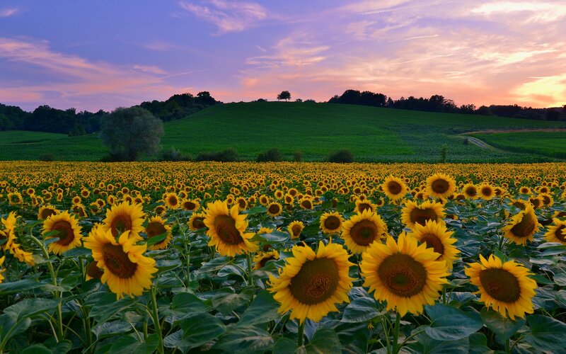 Sunflower Field at Sunset — Yellow, Serene, Photograph, Hills, Trees