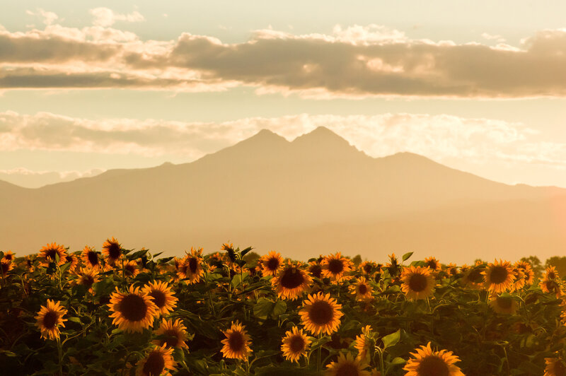 Sunflower Field at Sunset — Yellow, Serene, Photograph, Mountains, Clouds, Sky