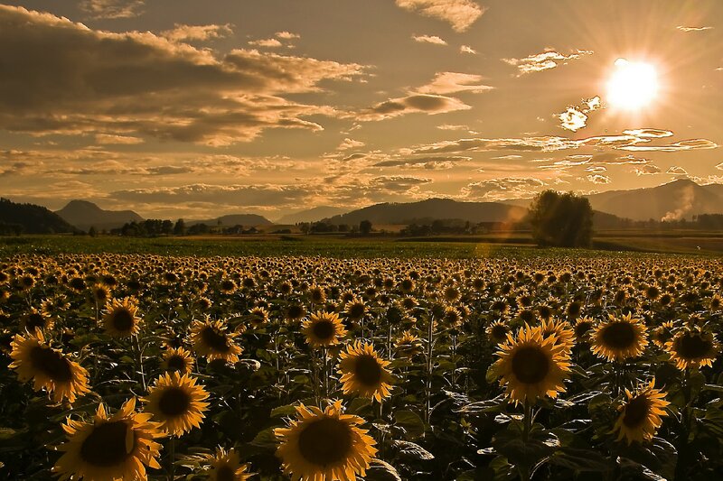 Sunflower Field at Sunset — Yellow, Serene, Photograph, Mountains, Clouds, Tree