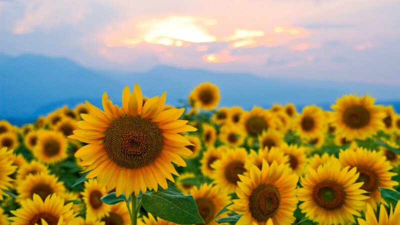 Sunflower Field at Sunset — Yellow, Serene, Photograph, Mountains, Sky, Clouds