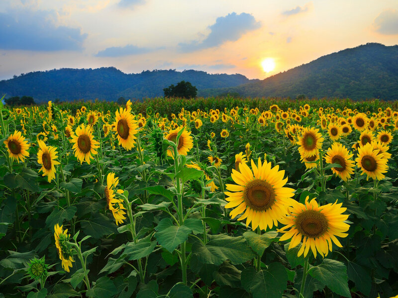 Sunflower Field at Sunset — Yellow, Serene, Photograph, Mountains, Sky, Sun
