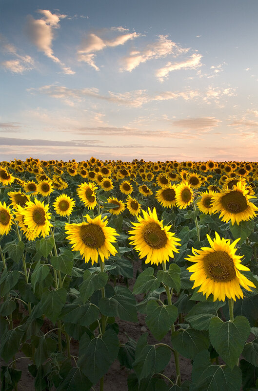 Sunflower Field at Sunset — Yellow, Serene, Photograph, Sky, Clouds, Green