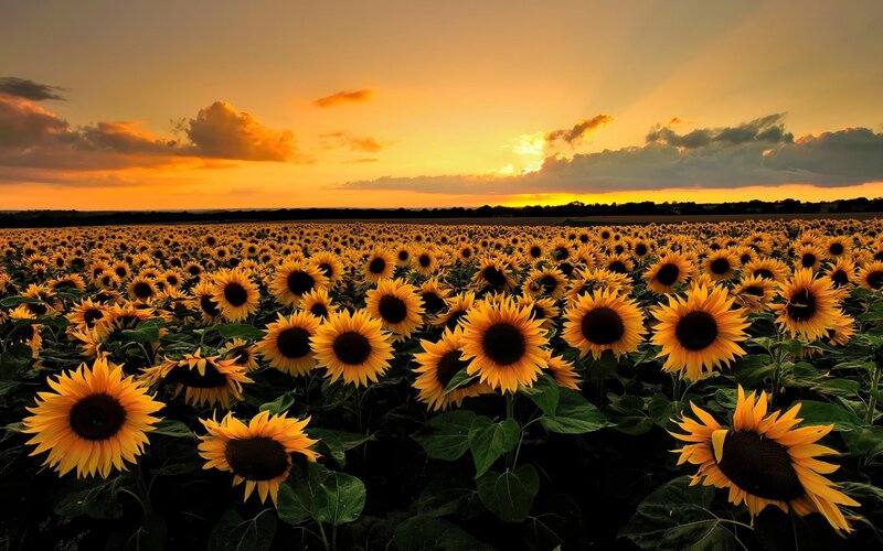 Sunflower Field at Sunset — Yellow, Serene, Photograph, Sky, Clouds