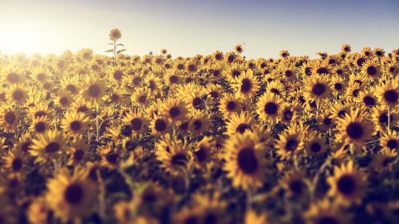 Sunflower Field at Sunset — Yellow, Serene, Photograph, Sky, Sun
