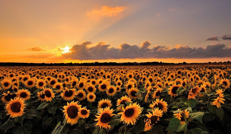 Sunflower Field at Sunset — Yellow, Serene, Photograph, Sun, Clouds, Sky