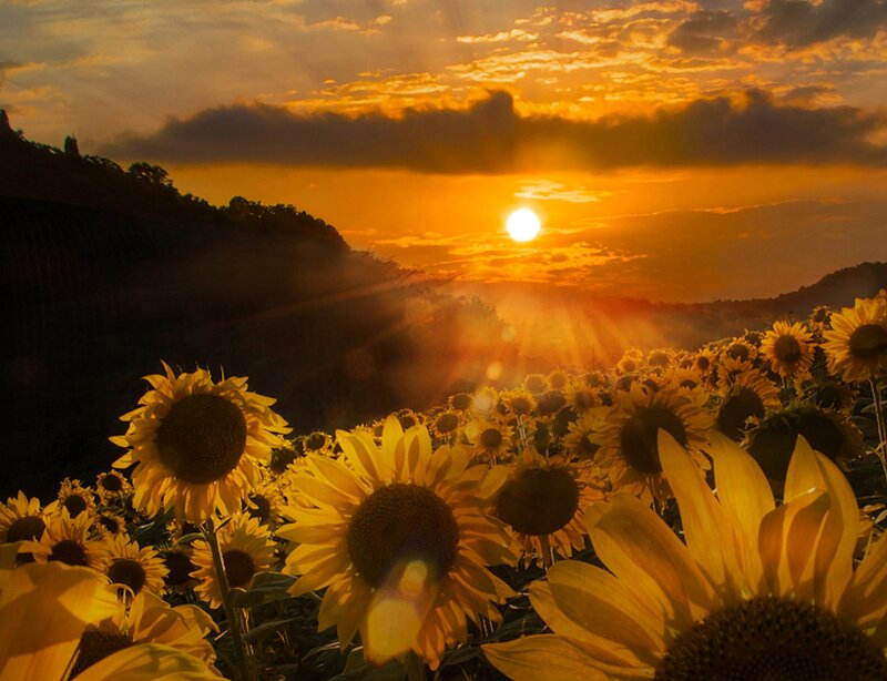 Sunflower Field at Sunset — Yellow, Serene, Photograph, Sun, Clouds