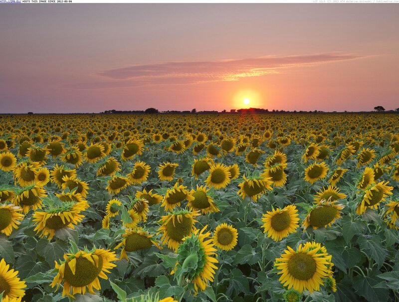 Sunflower Field at Sunset — Yellow, Serene, Photograph, Sun, Sky