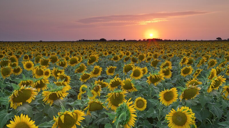 Sunflower Field at Sunset — Yellow, Serene, Photograph, Sunflowers, Sky, Orange