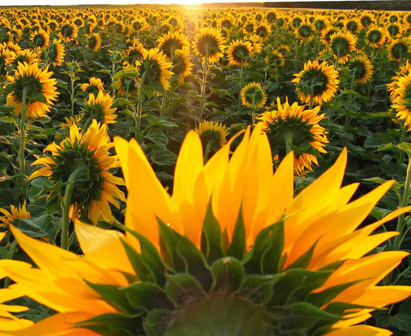 Sunflower Field at Sunset — Yellow, Serene, Photograph, Sunflowers