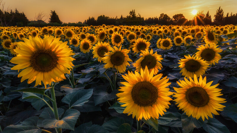 Sunflower Field at Sunset — Yellow, Serene, Photograph, Sunflowers, Trees