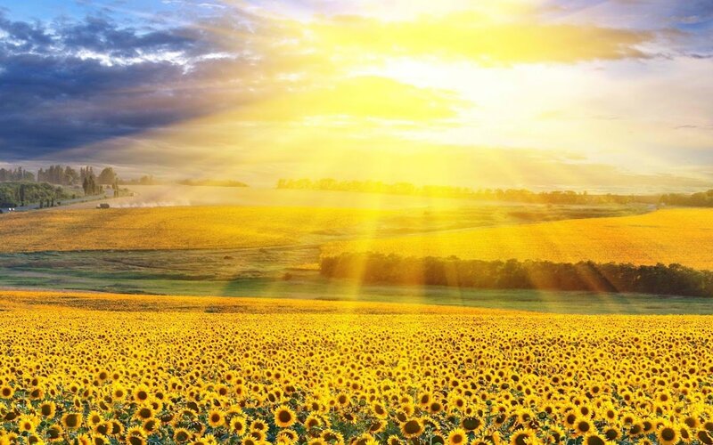 Sunflower Field at Sunset — Yellow, Serene, Photograph, Sunlight, Clouds