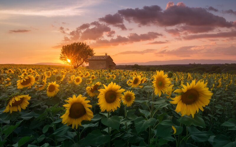 Sunflower Field at Sunset — Yellow, Serene, Photograph, Tree, Cottage, Mountains