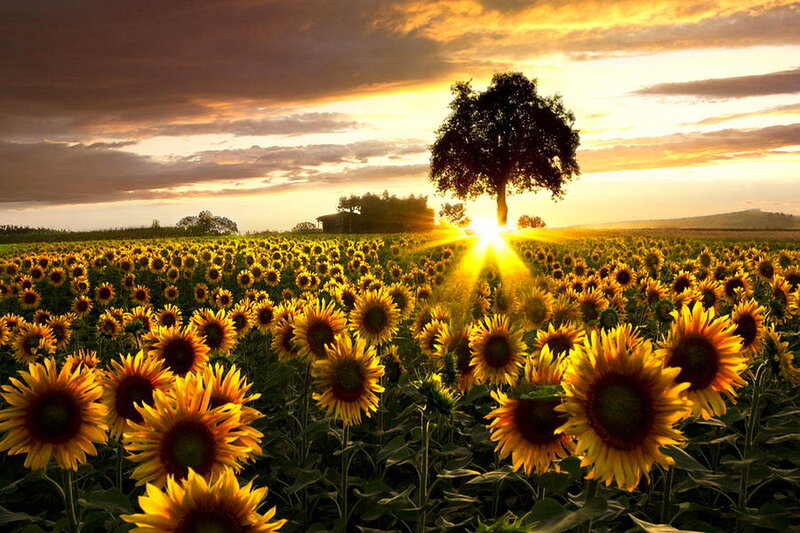 Sunflower Field at Sunset — Yellow, Serene, Photograph, Tree