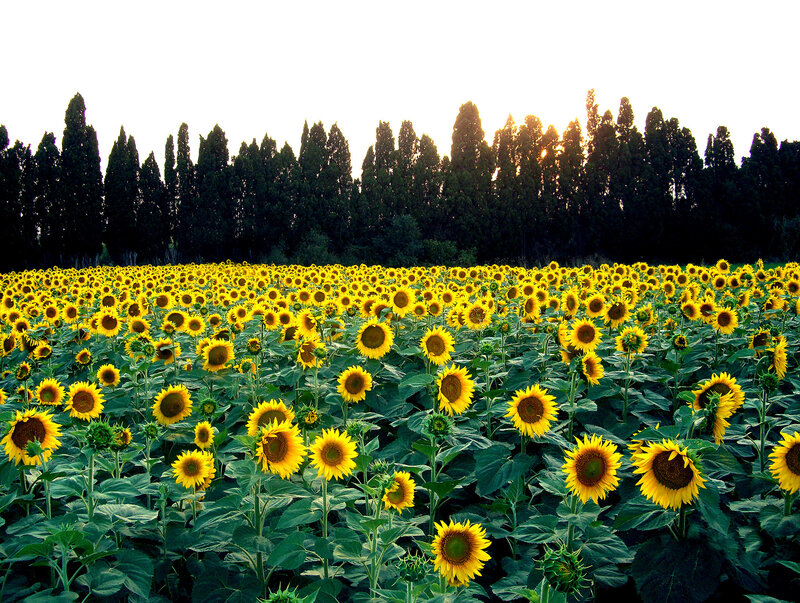 Sunflower Field at Sunset — Yellow, Serene, Photograph, Trees