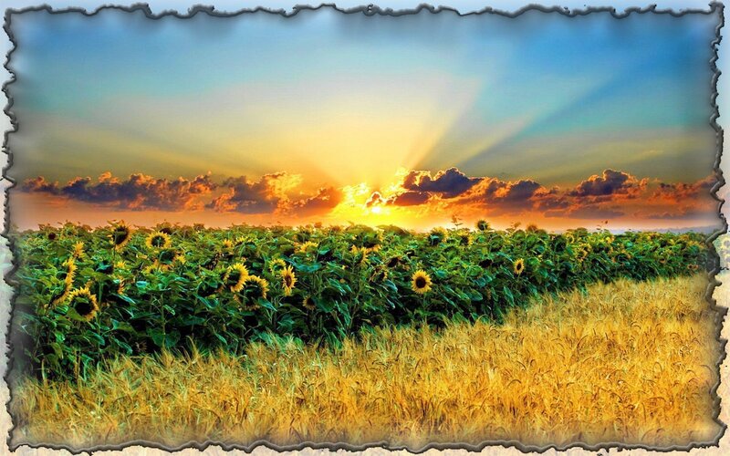 Sunflower Field at Sunset — Yellow, Serene, Photograph, Wheat Field, Clouds