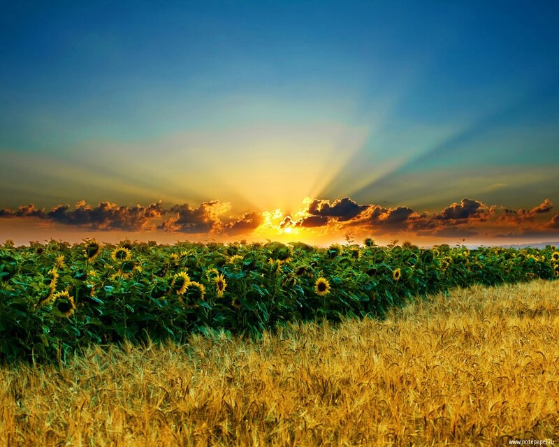 Sunflower Field at Sunset — Yellow, Serene, Photograph, Wheat Field