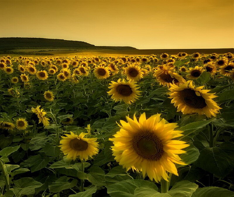 Sunflower Field at Sunset — Yellow