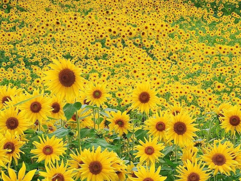 Sunflower Field — Brown