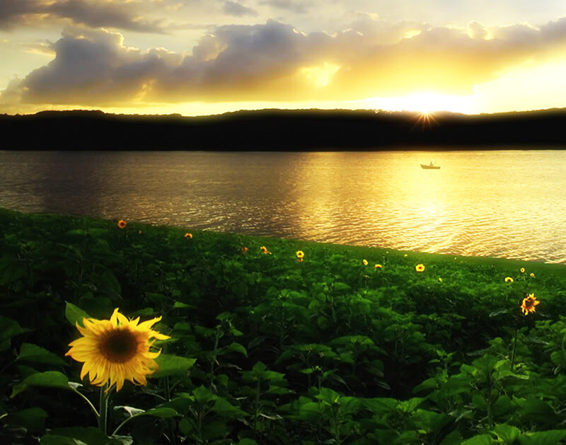 Sunflower Field by Lake