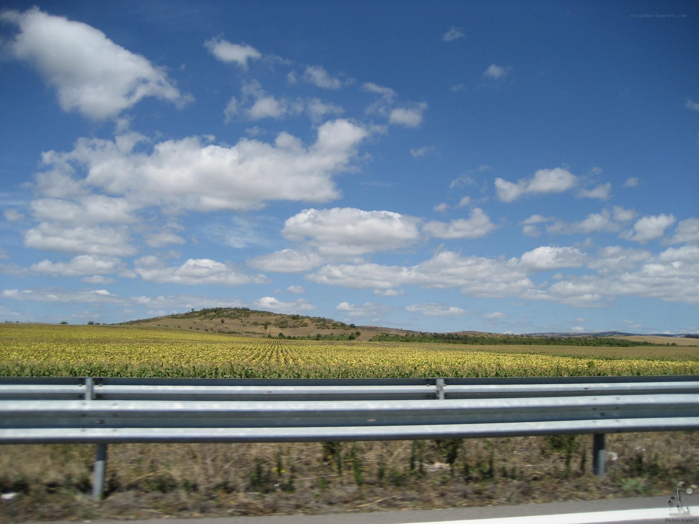 Sunflower field by the road
