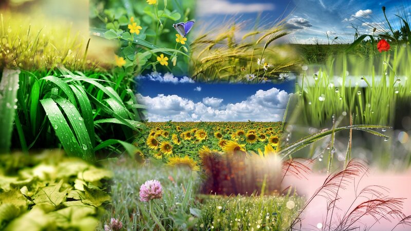 Sunflower Field Collage — Green