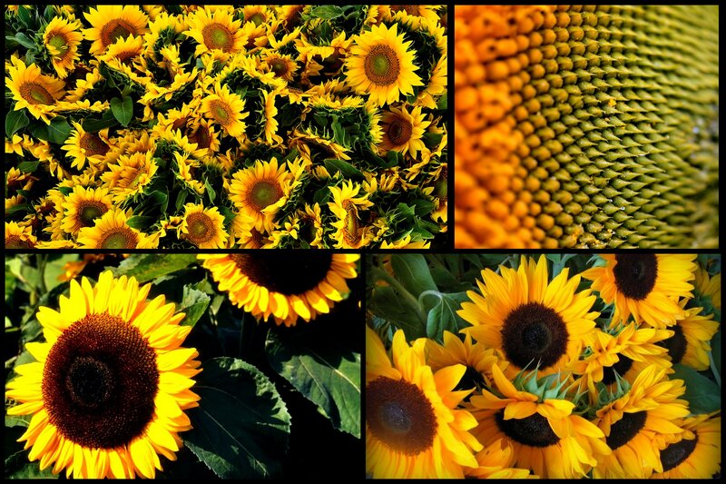 Sunflower Field Collage