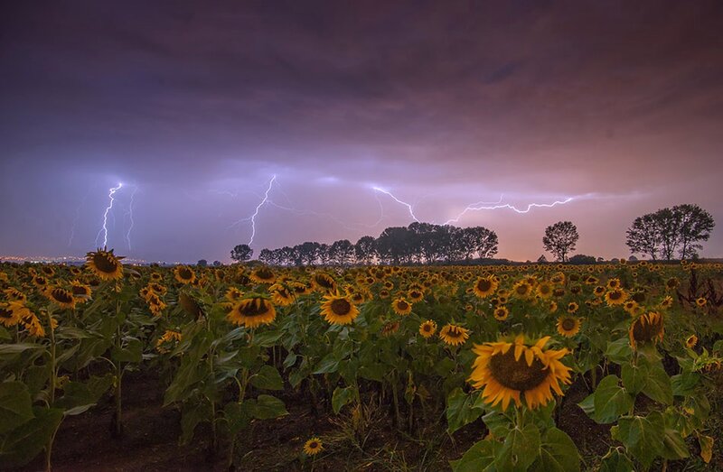 Sunflower Field During Storm
