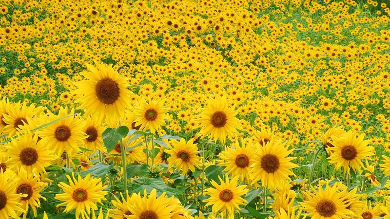 Sunflower Field — Flowers