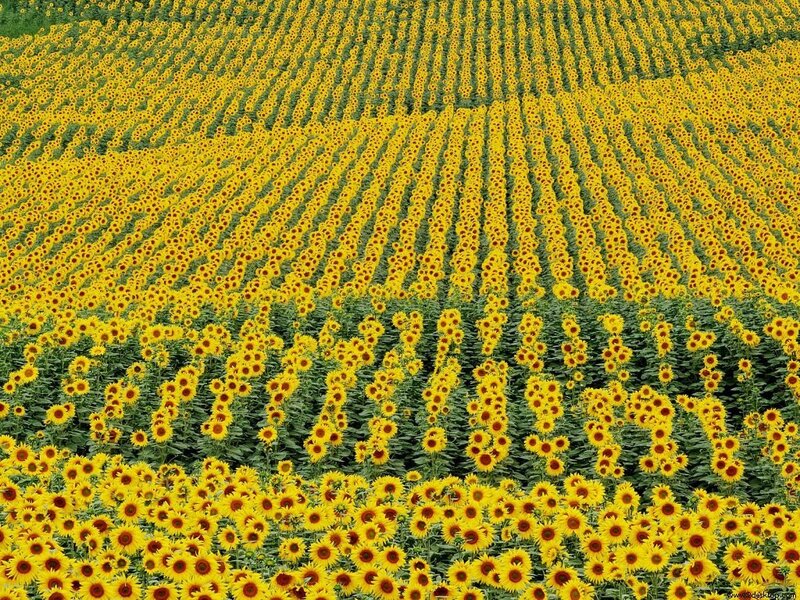 Sunflower Field — Green Leaves