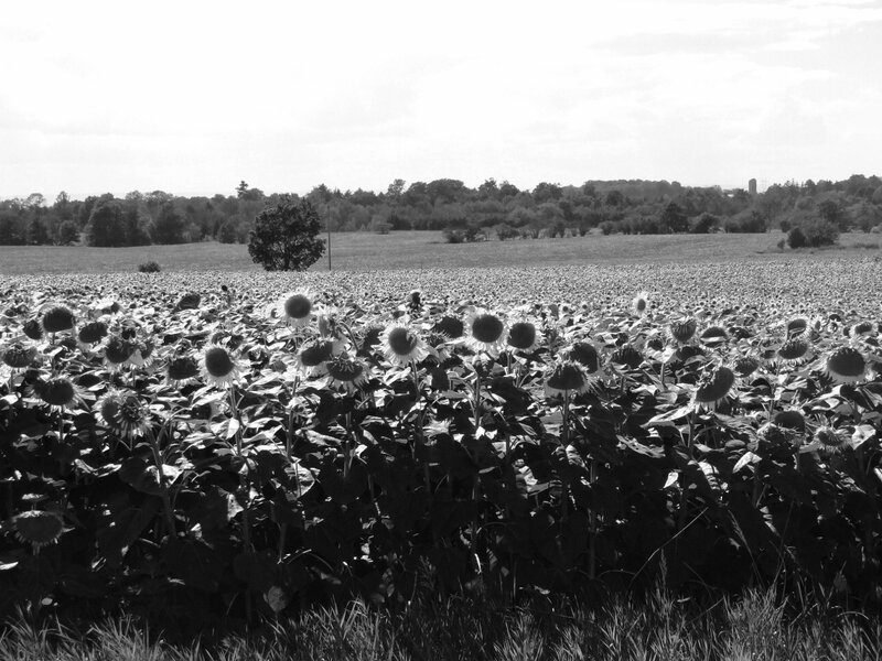 Sunflower Field in Black and White