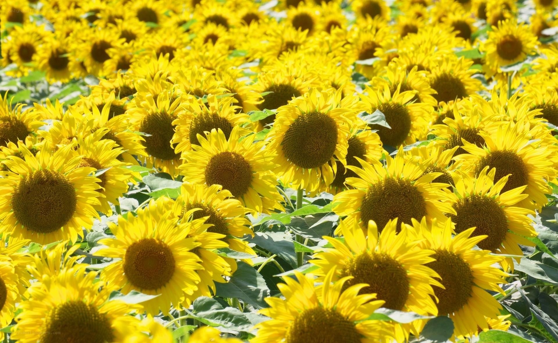 Sunflower field in bloom