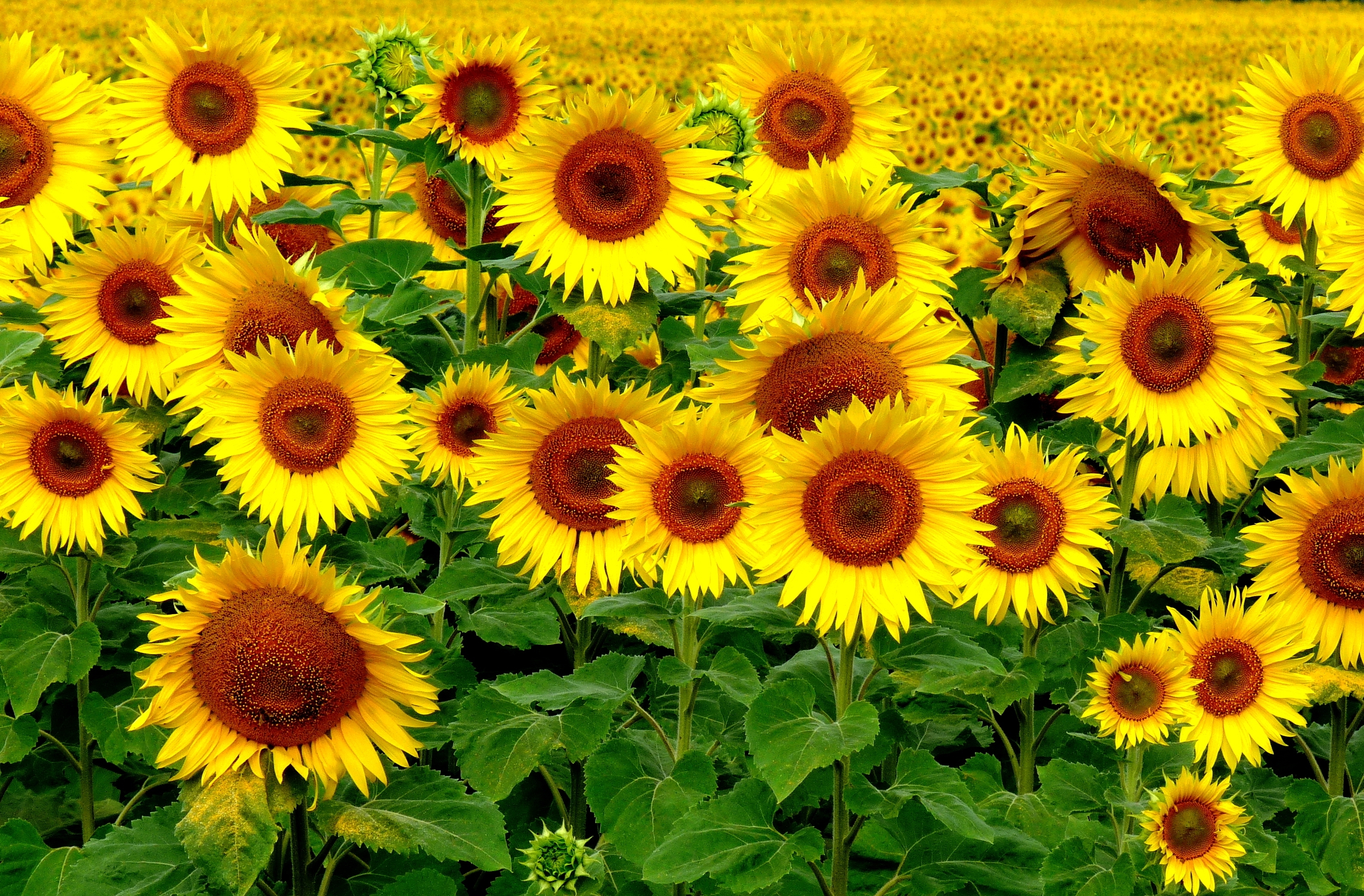 Sunflower field in bloom