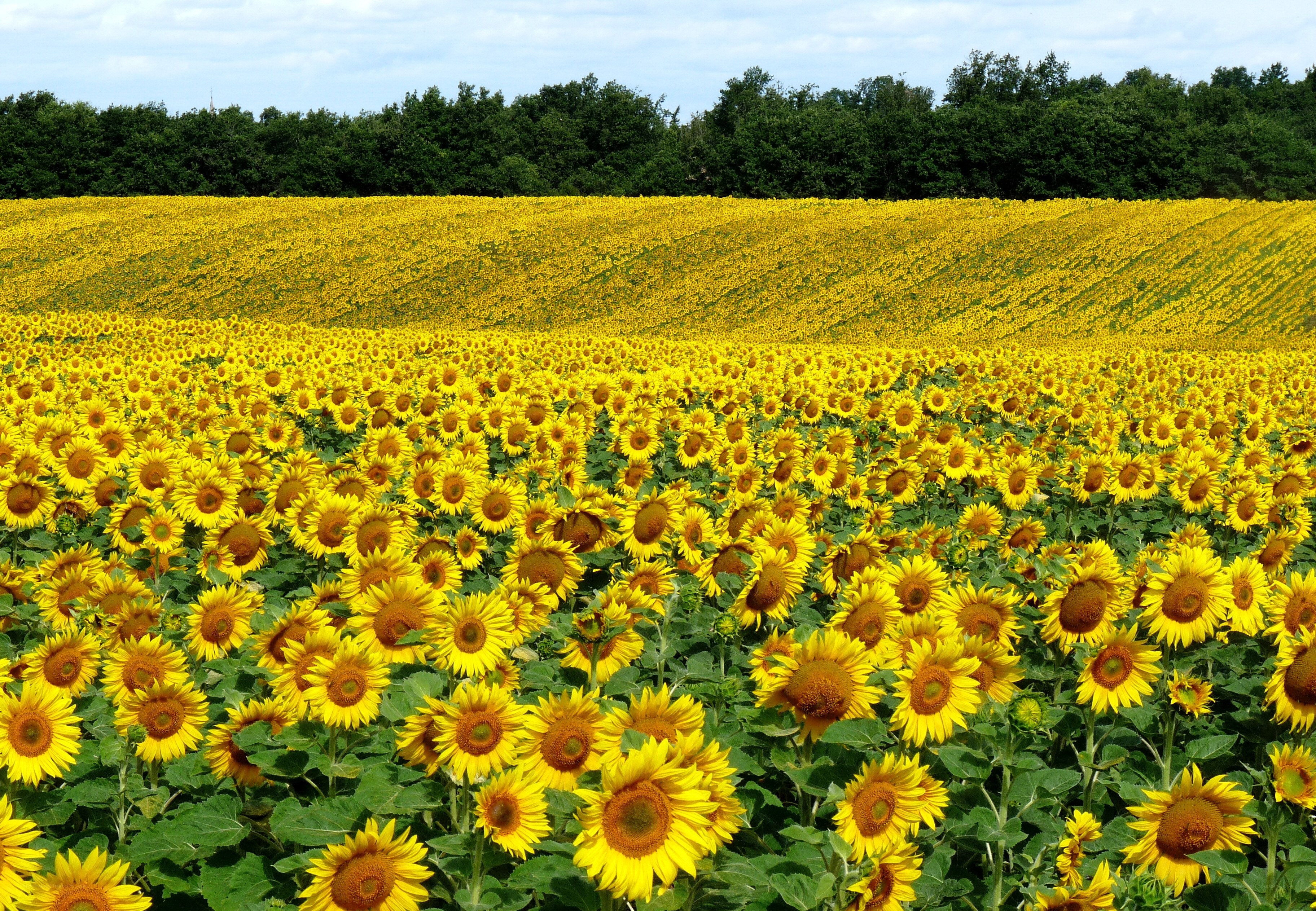 Sunflower field in bloom