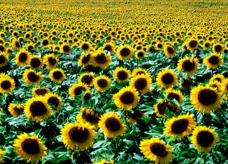 Sunflower field in bloom