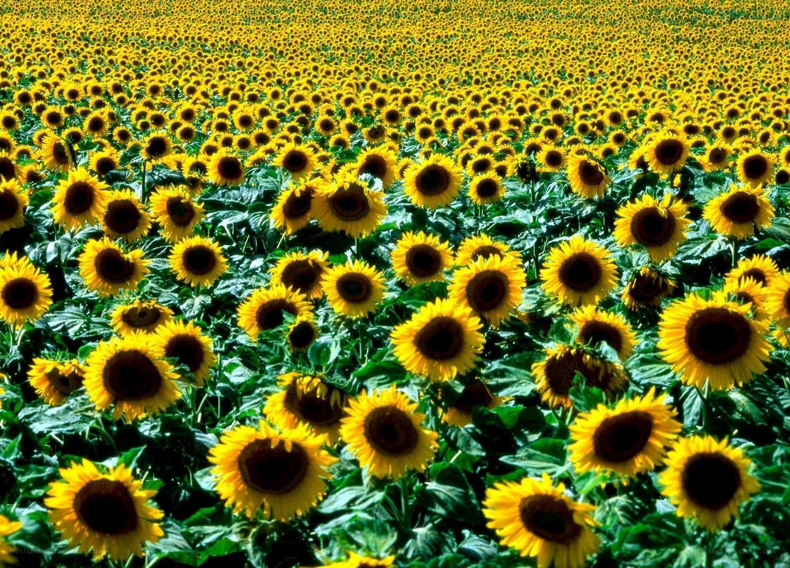 Sunflower field in bloom