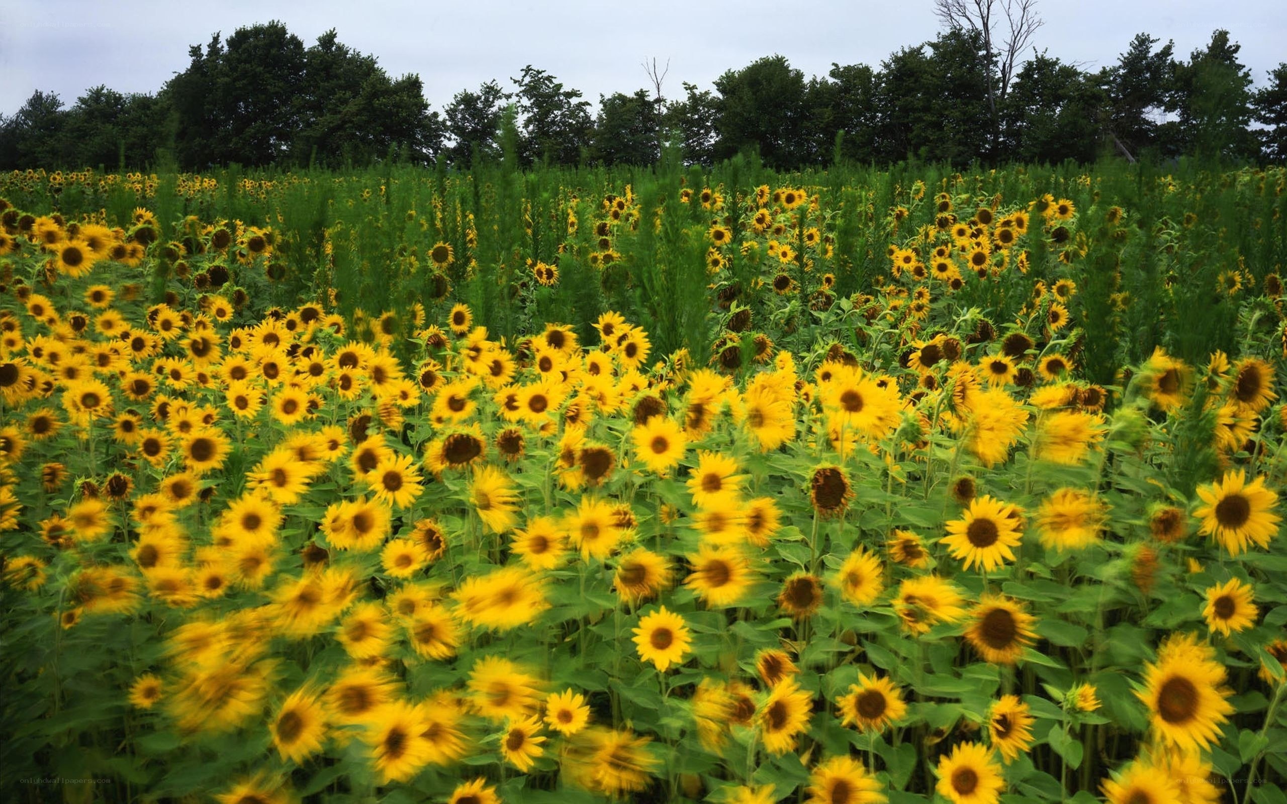 Sunflower field in bloom