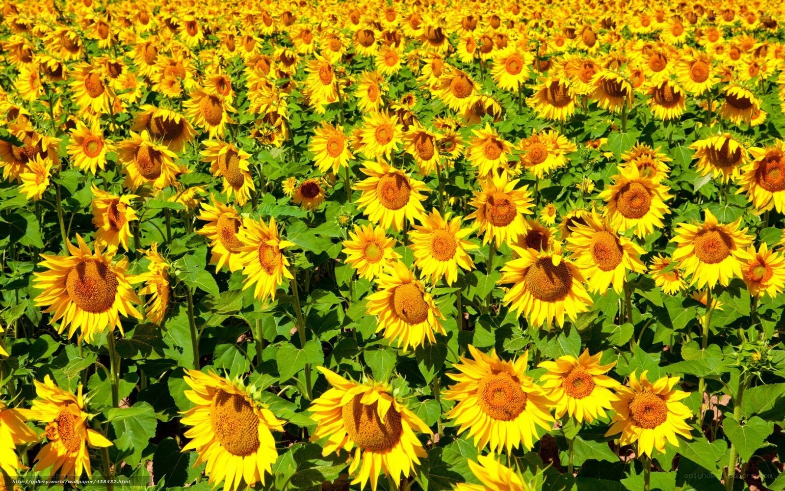 Sunflower field in bloom