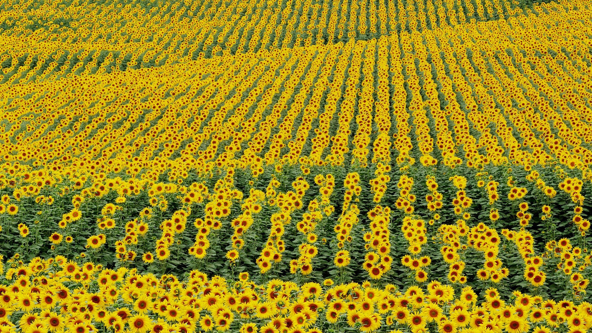 Sunflower field in bloom