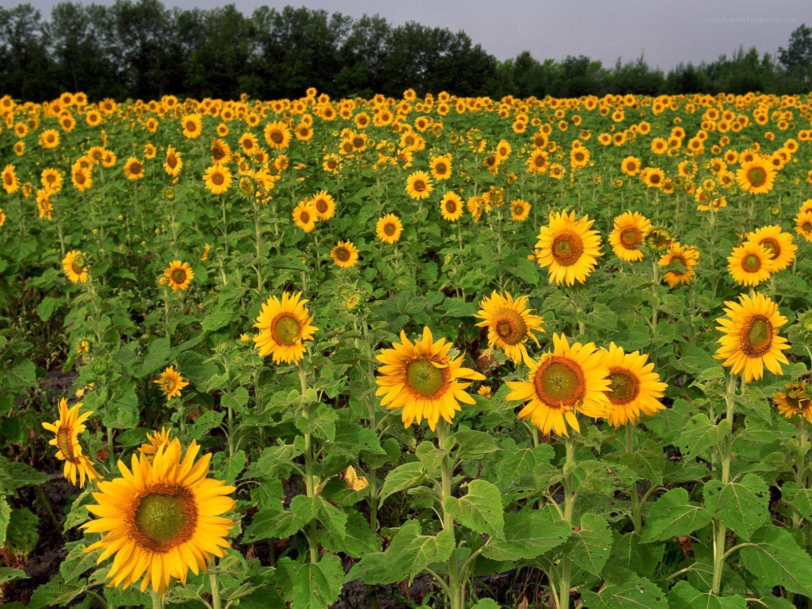 Sunflower field in bloom