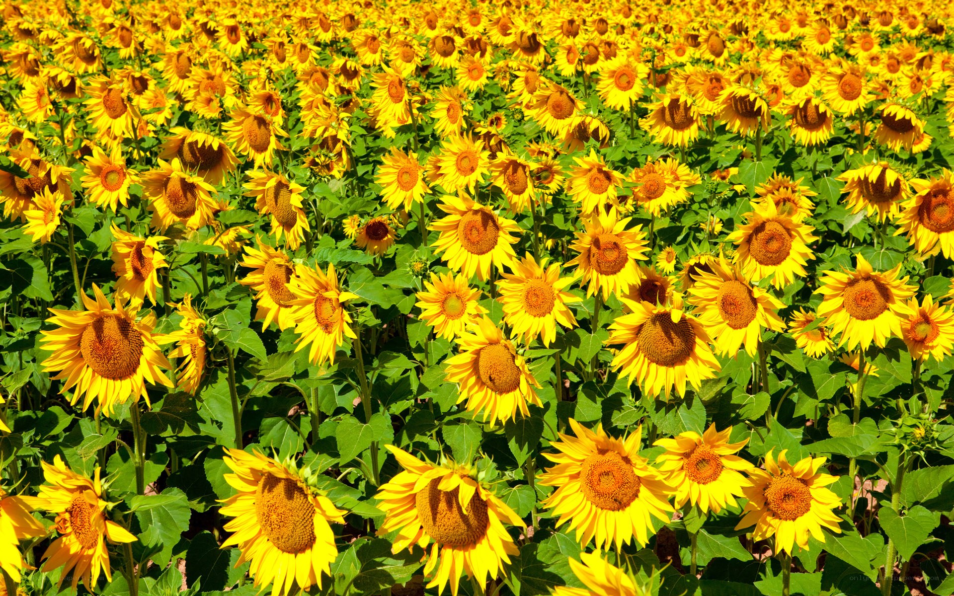 Sunflower field in bloom
