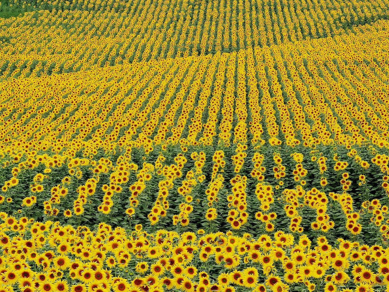 Sunflower field in bloom