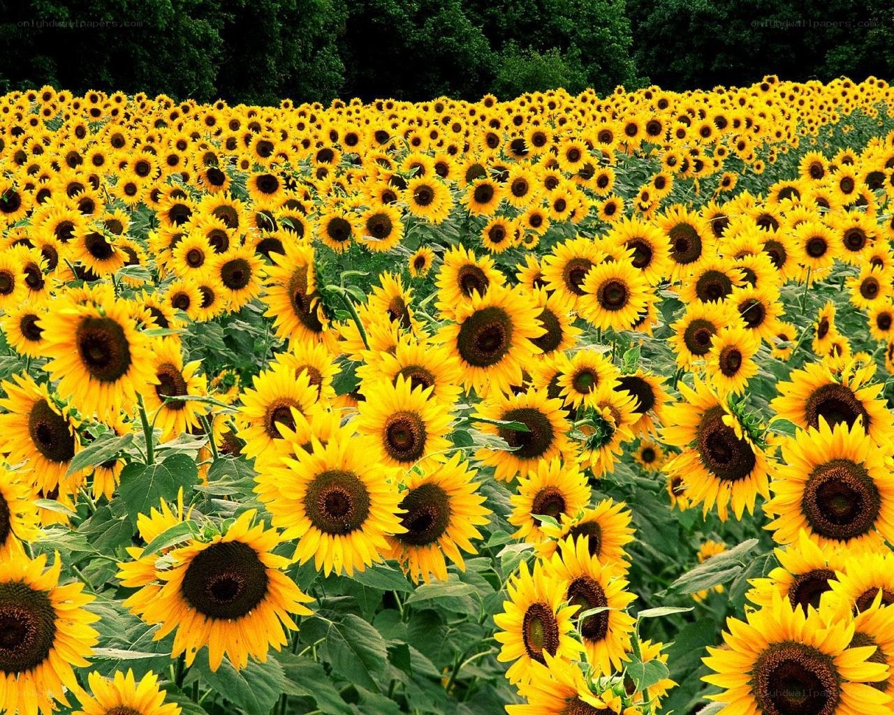Sunflower field in bloom