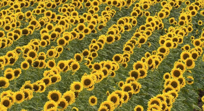 Sunflower field in bloom