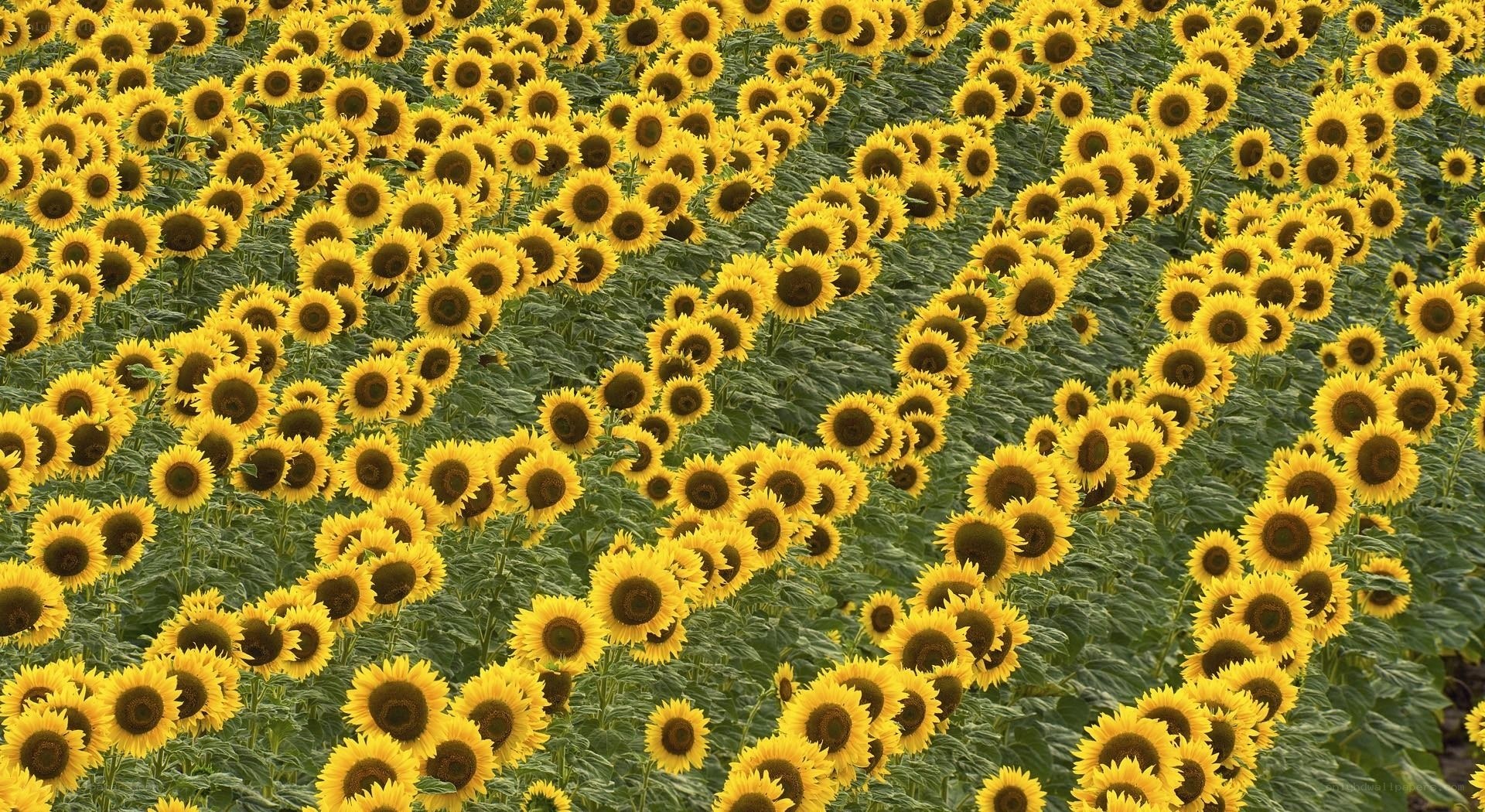 Sunflower field in bloom