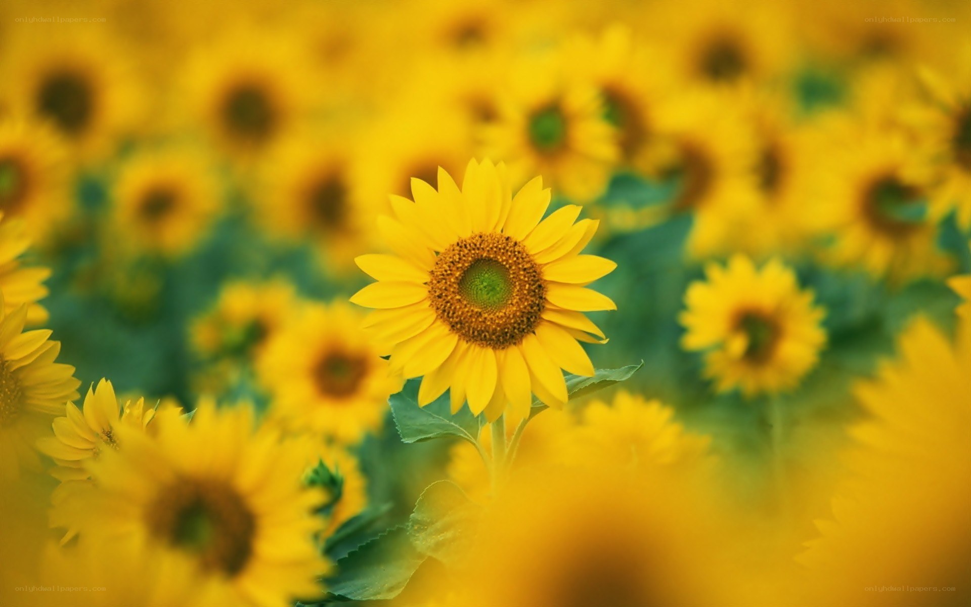 Sunflower field in bloom