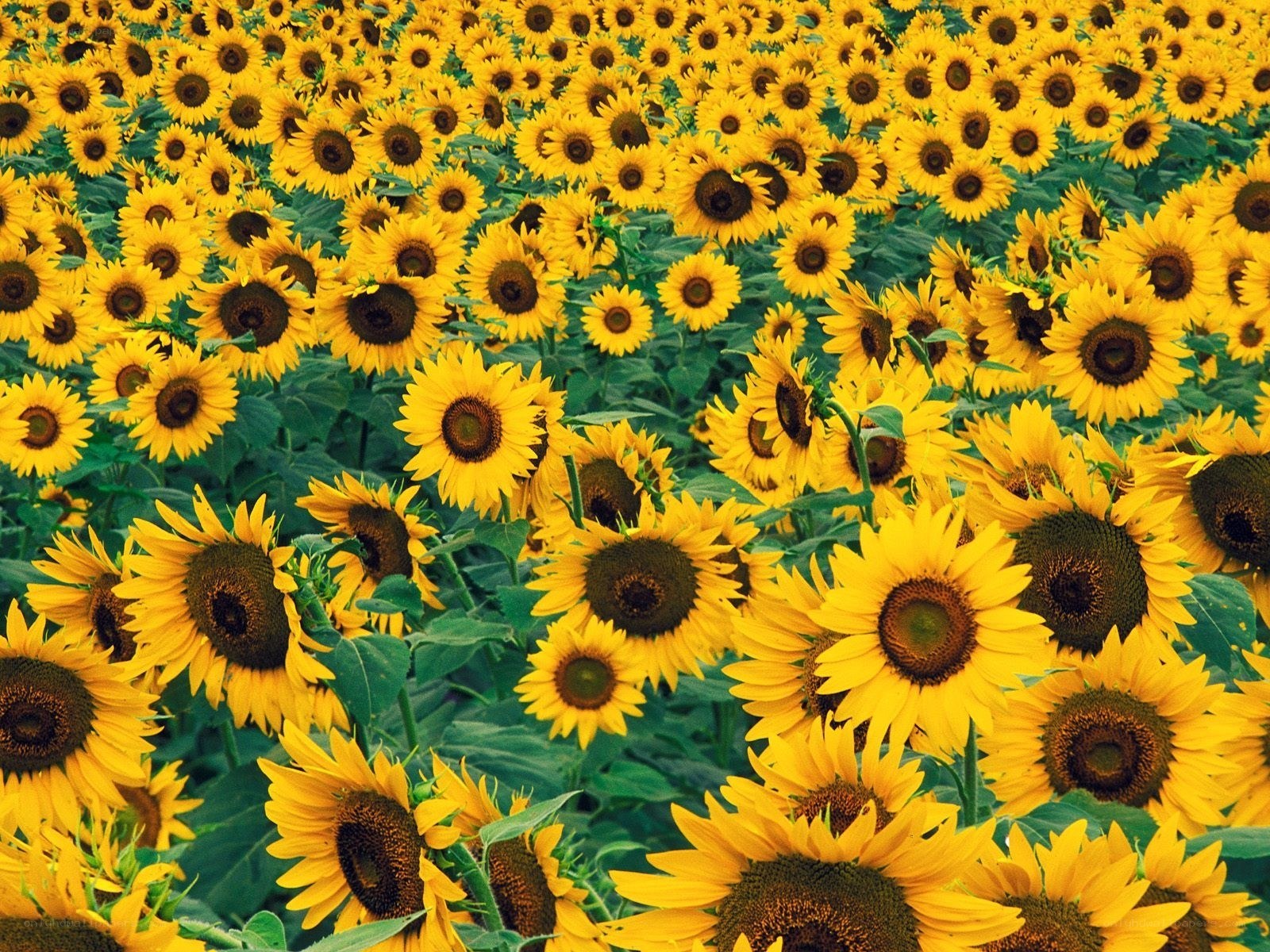 Sunflower field in bloom